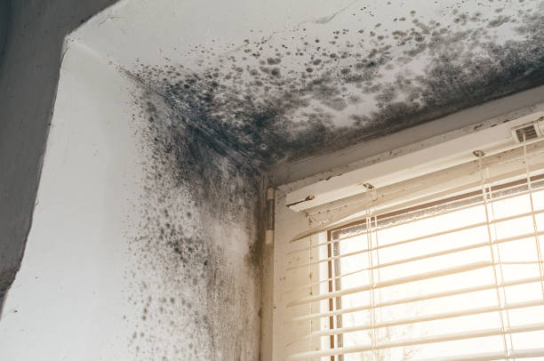 Affordable Mold Removal solutions in Libertyville, IL